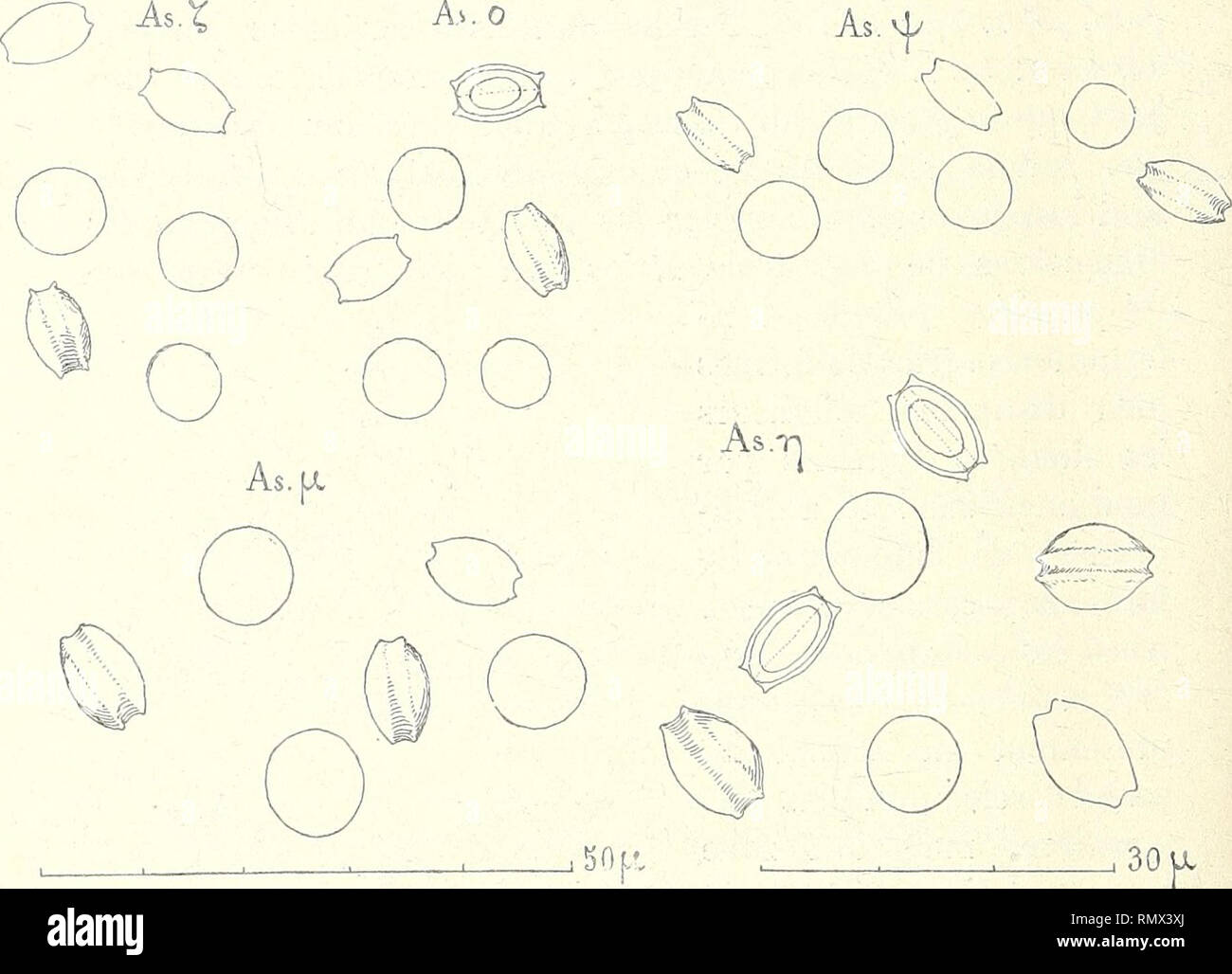 . Annales des Sciences Naturelles Botaniques. 346 L. MANGIN dimensions 7,G x 5,G qui présentent sur leur grand diamètre une gouttière bien nette, bordée de deux crêtes circulaires plus ou moins saillantes (fig. 8, As. r, et As. o) et fig. 9, As. ); les. Fig. 8. — Ascospores de diverses formes. As. Ç et As. o de dimensions 7 p. 6 x 5 |»7, vues de face et de profil. As. jx, dimensions 9,4 x 6,6. L'une des formes As. o montre la coupe optique d'une ascospore avec la ligne pointillée de moindre résistance. Fig. 9. — As. fy, ascospores de dimen- sions 7 |a6x5[ji7. As. r), ascospores ayant 9 jx 4 x  Stock Photo