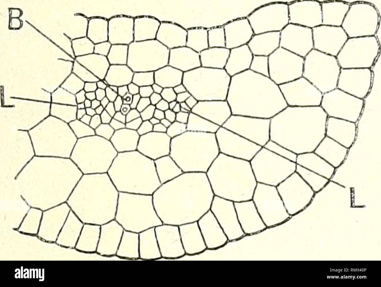 page 2 citer high resolution stock photography and images alamy coloriage de champignon elfe