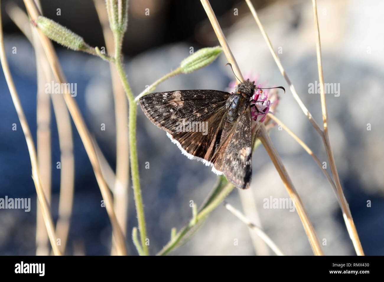 Mournful dusky-wing butterfly (Erynnis tristis) visiting a small pink flower in La Quinta, California, USA Stock Photo