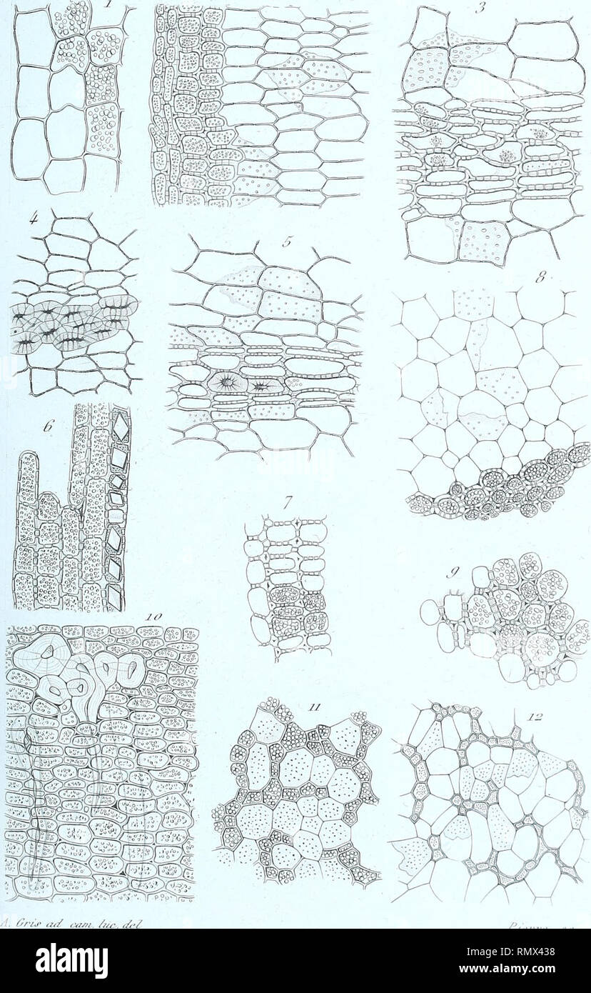 Annales Des Sciences Naturelles Botaniques Ann Es Sci Enc Laa S Jv Vc 3 Pu Rrr Rr 3 R Va Lt I F Lt T Sc Im I A L Ii Mon R U Nyaor I Y Ir F Please Note That These Images