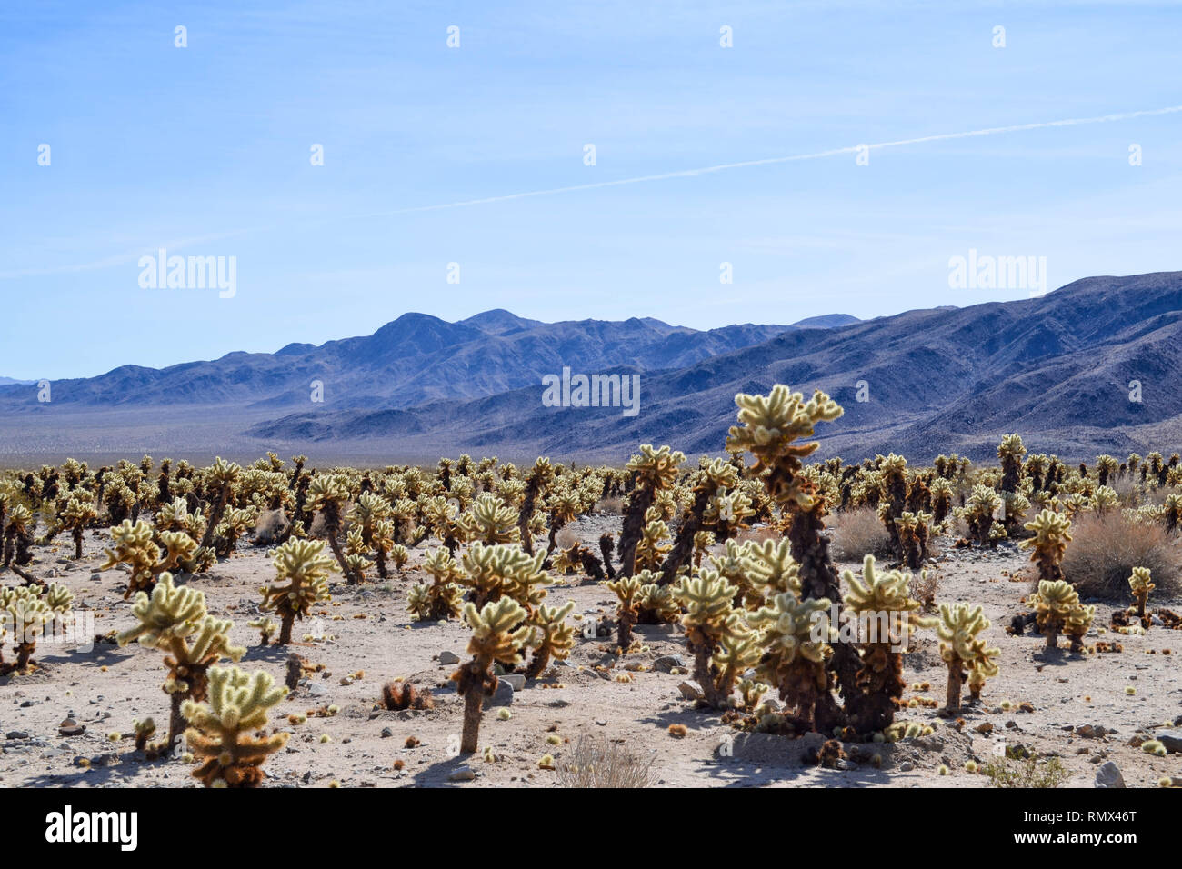 Teddybear Cholla against mountains and blue sky, Joshua Tree National Park, California Stock Photo