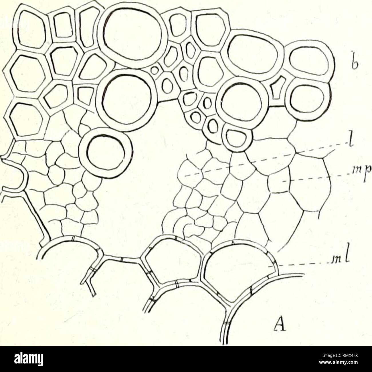 . Annales des Sciences Naturelles Botaniques. RECHERCHES SUR LES EUPHORBIACÉES. 197 petits îlots, tantôt plus ou moins inclus dans le bois, comme dans Tragia Okanyua (fig. 20), tantôt, auc ontraire, indé-. Please note that these images are extracted from scanned page images that may have been digitally enhanced for readability - coloration and appearance of these illustrations may not perfectly resemble the original work.. Paris Stock Photo