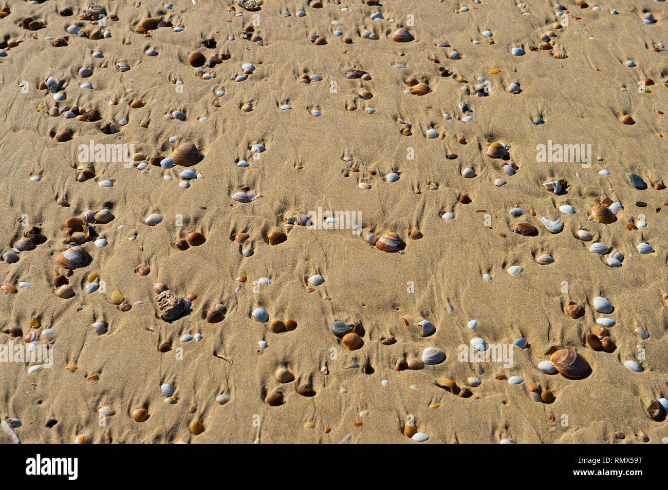 Sea shells with sand as background, France Stock Photo - Alamy