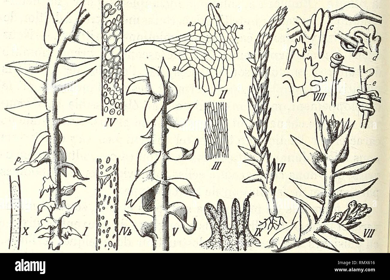 Feuille de porcelaine hi-res stock photography and images - Alamy
