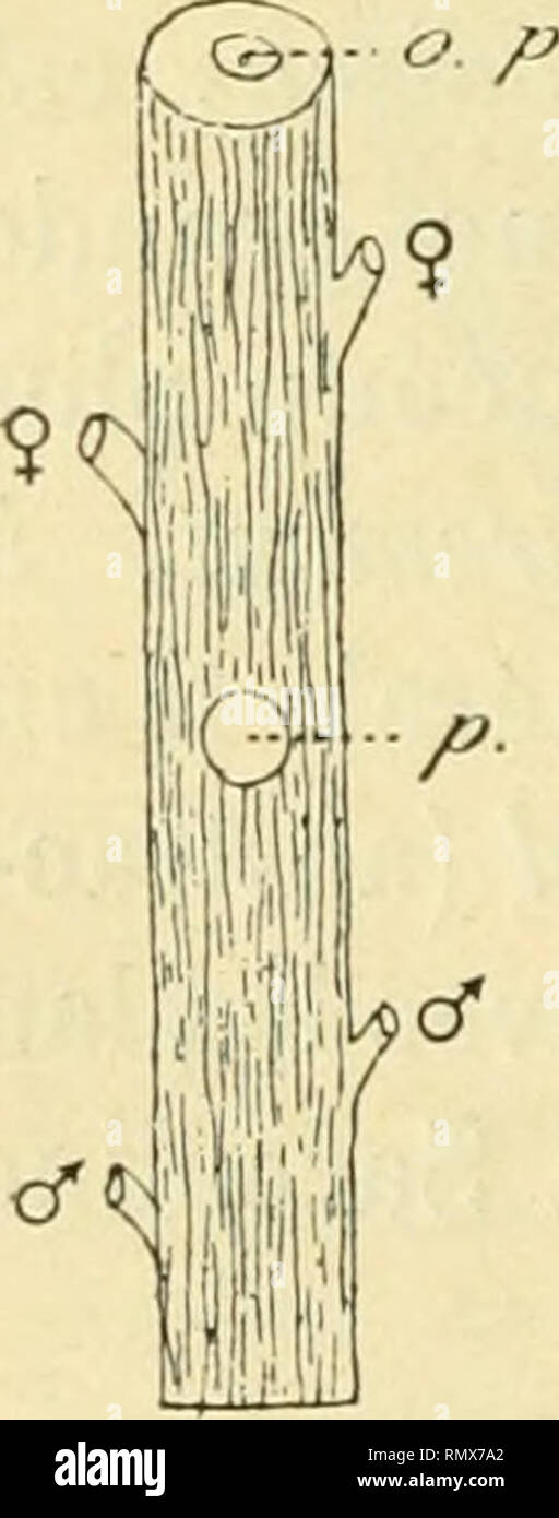 Annales Des Sciences Naturelles Zoology Biology Fig 3 Peltoqaster Section Longitudinale Ideale Passant Un Peu A