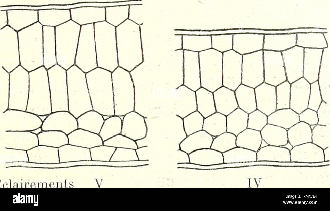 . Annales des Sciences Naturelles Botaniques. ÉNERGIE ASSIMILATRICE CHEZ LES PLANTES. Eclairemcnts Fie. 21 et 22 rements III et Ir. A cet éclairemerit le développement global delà feuille est moins intense. Si nous passons de la forme générale à la structure détaillée des feuilles, nous pouvons relever les différences suivantes entre les limbes des organes développés aux divers ôclaire- ments. Il y a lieu de distinguer, aux quatre éclairements sous lesquels on a suivi stade par stade révolution de la plante, deux types de structure de feuil- les adultes : 1° Un type correspondant aux intensit Stock Photo