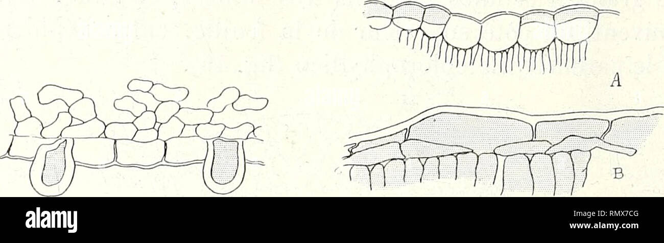 . Annales des Sciences Naturelles Botaniques. 220 LOUIS GAUCHER. qu'il se produit en même temps une ou plusieurs assises sous-jacentes où l'eau se met en réserve. Ce caractère offert par beaucoup de Sténolobées se retrouve également chez les Petalostigma, chez Pera ferru- ginea, Tragia gerannfolia (fîg. 48, A).. Fig. 47.— Brei/nia dislicha. Épidémie Fi g. 48. — Réserve tannifère dans l'épi- inférieur avec papilles tanailères. derme. — A, Tragia geraniifotia; B, Bis- choffia Irifoliala. Ailleurs, l'épiderme se divisera pour constituer seule- ment une réserve à tannin, sans tissu aquifère (Bisch Stock Photo