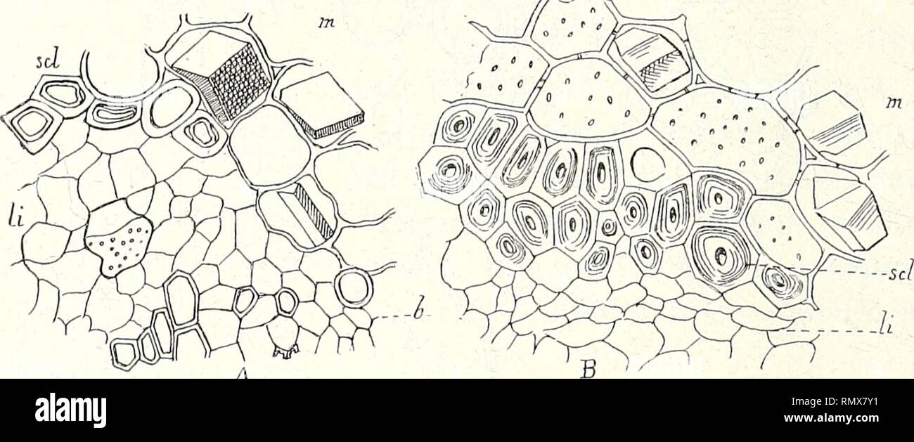 . Annales des Sciences Naturelles Botaniques. 198 LOUIS GAUCHER. c'est-à-dire, que leurs cloisons transversales ne portent jamais qu'un seul crible (fig. 22). La plupart des crotonées : Croton, Julocroton, Croto- nopsis, sont dans ce cas. 4° Type Lepidoturus laxiflorus. — C'est le liber des Cro-. v4 Fig. 23. — A, Lepidoturus laxiflorus ; li, liber interne montrant un gros tube criblé à sa partie centrale. Il est entouré par des fibres de sclérenchyme sel, et par des cellules médullaires, à gros cristaux m ; b, bois. — B, Mallolus subu- latus. Même disposition. tons, avec des tubes souvent plus Stock Photo