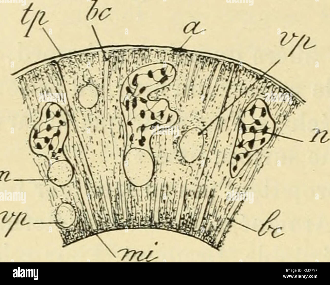 Cellule de la glande hi-res stock photography and images - Alamy