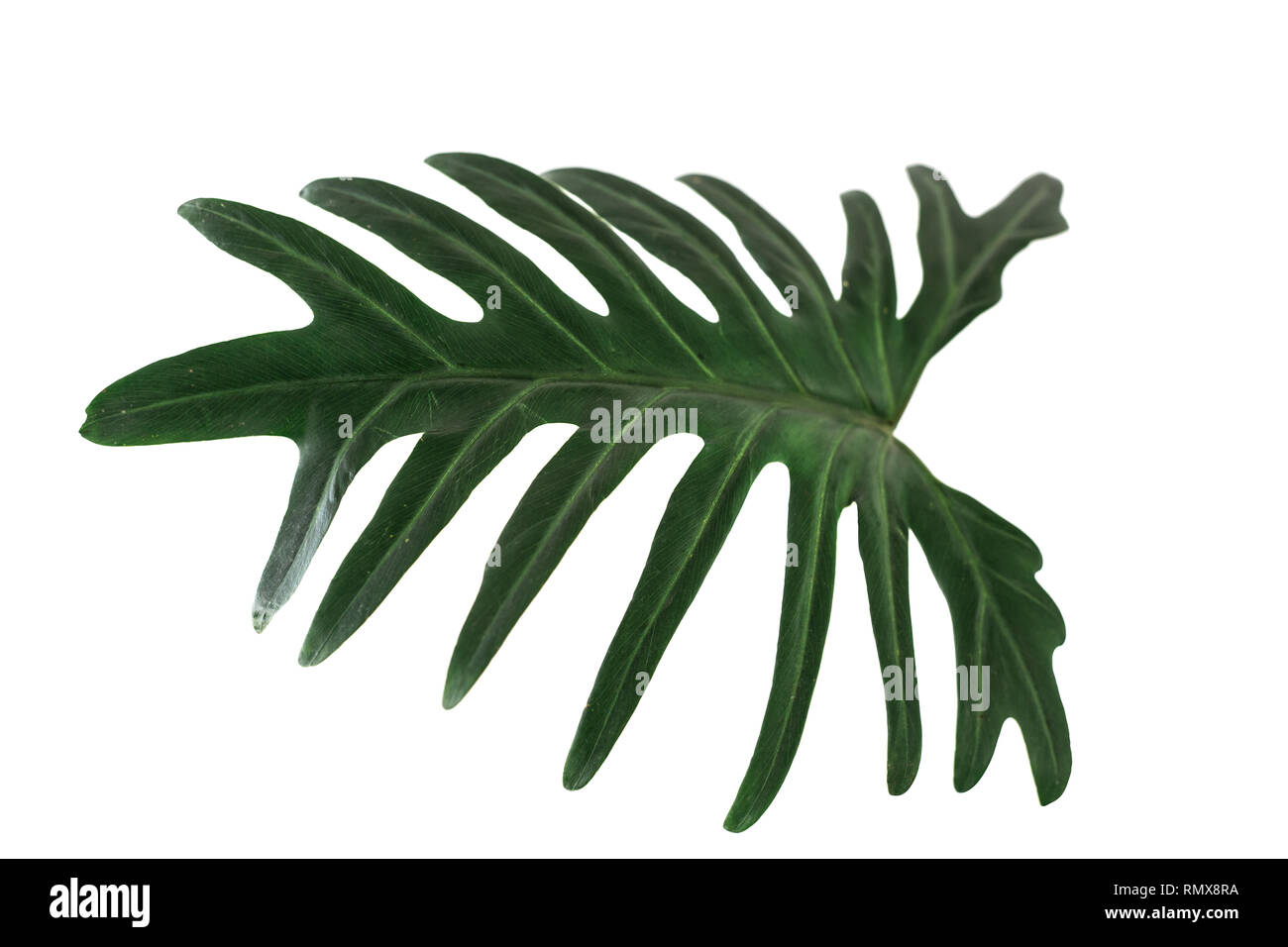 Green tropical leaf on white background with path, Philodendron xanadu Croat. Stock Photo