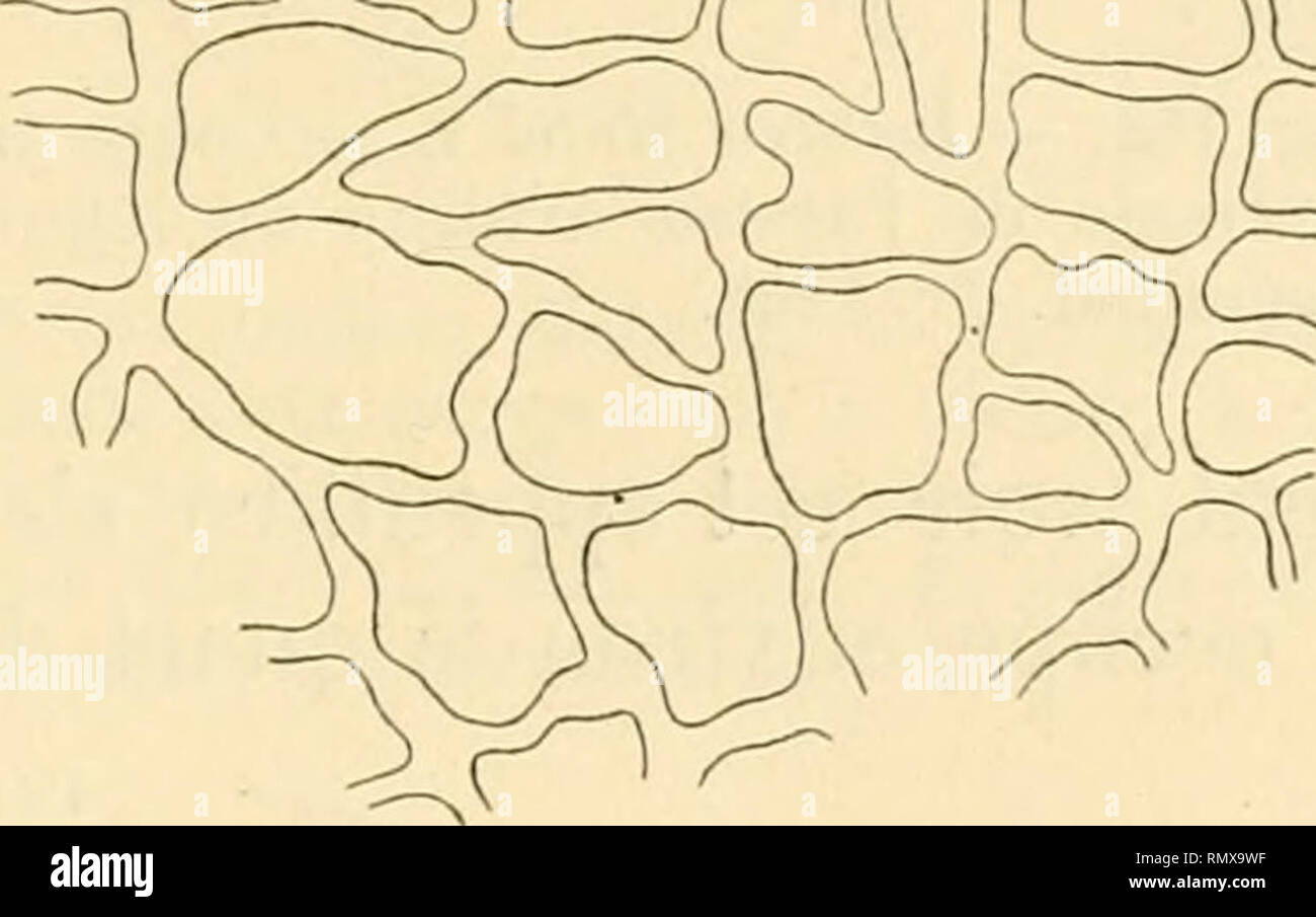 . Annales des sciences naturelles. Plants; Biology. TÉGUMENT SEMINAL DES SOLANACEES 93 avec celui du D. Stramonium L. Les cellules de l'assise digestive s'y présentent cependant avec des parois moins droites et irrégulièrement épaissies (tig. 160). Les graines du Datura ferox L. sont plus grosses et de surface très bosselée. Ce der- nier caractère se traduit dans la structure de l'assise exter- ne du tégument; ses cellules sont tantôt hautes et étroites, tantôt basses et plus larges, mais toujours très serrées les unes contre les autres. L'as- sise interne au contraire pos- sède des cellules t Stock Photo