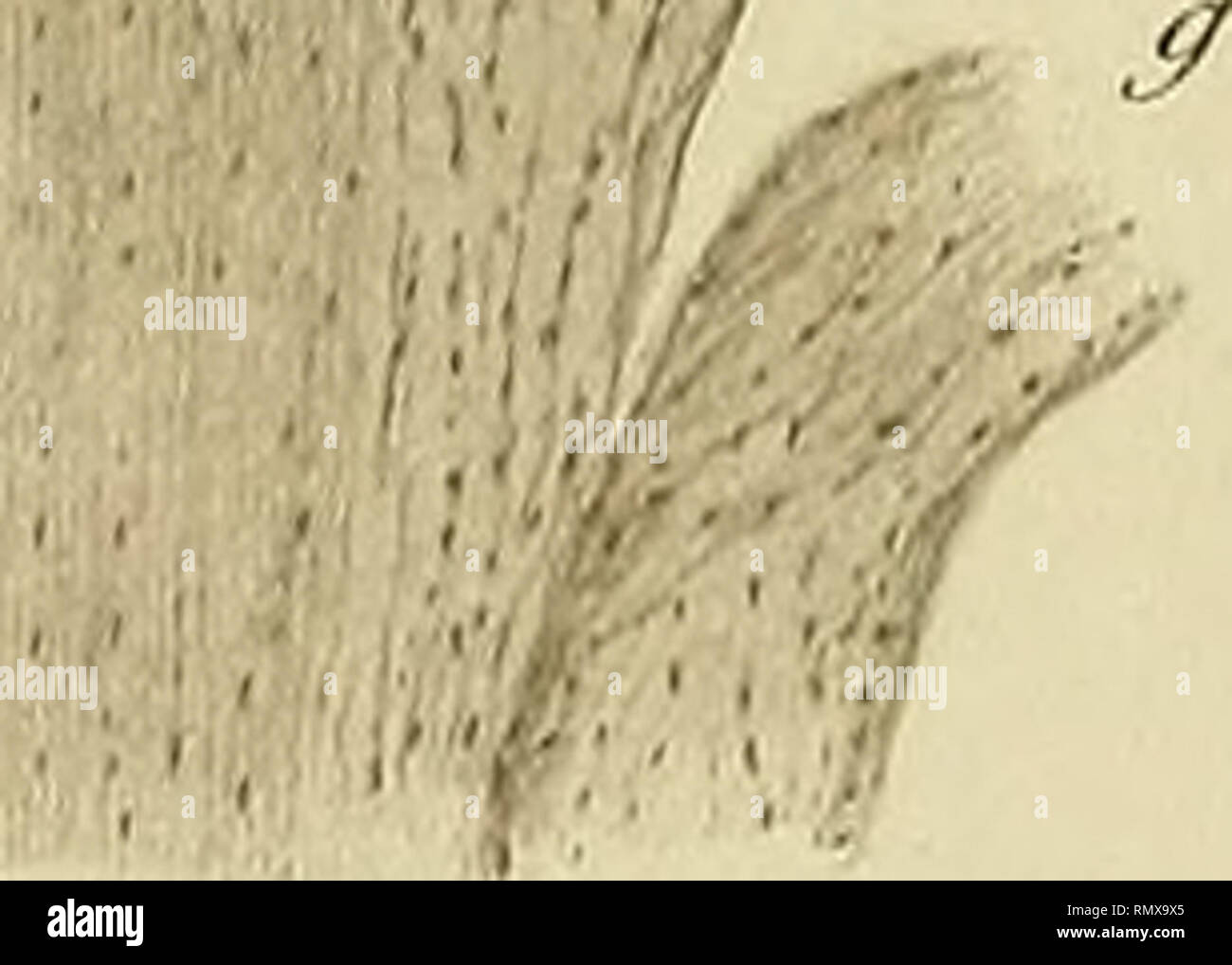 Annales Des Sciences Naturelles Zoology Biology V I A K Lt J Viaua Iej Ad Nat Df J Fv 1 V Y Io 7 Oplic Ze De A Ian Ouste Imp Zffnercifr Et F J Ar I R Please