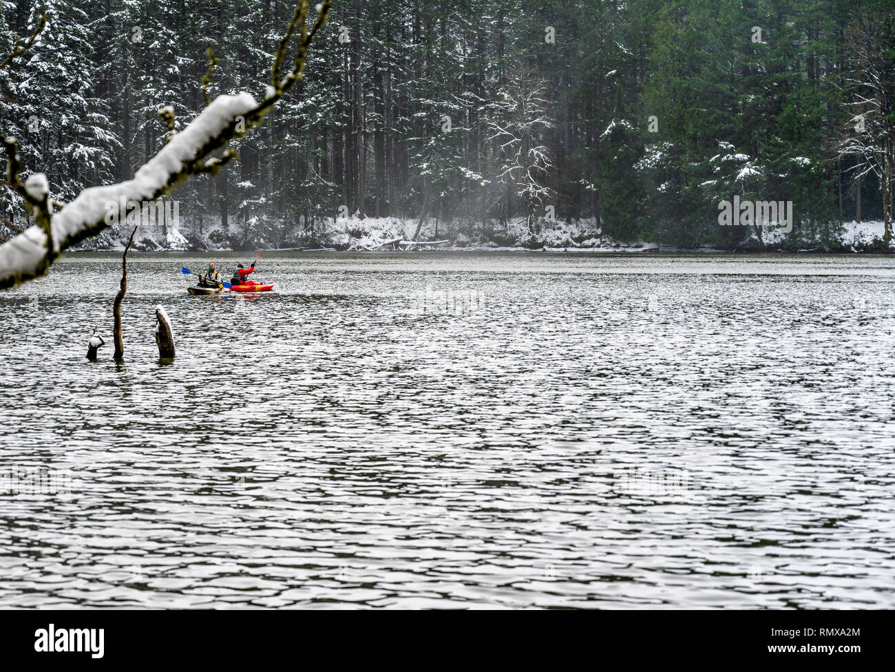 Winter landscape of quiet Lacamas Lake with wall of sinking in snow trees ashore and an active lifestyle woman and man on the kayaks making a healthy  Stock Photo