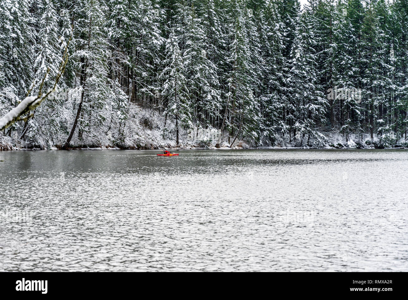 Winter landscape of quiet Lacamas Lake with wall of sinking in snow trees ashore and an active lifestyle woman on a bright red kayak making a healthy  Stock Photo