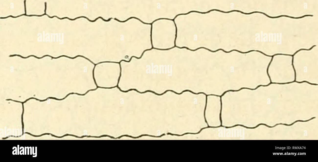 vélos électriques pliants