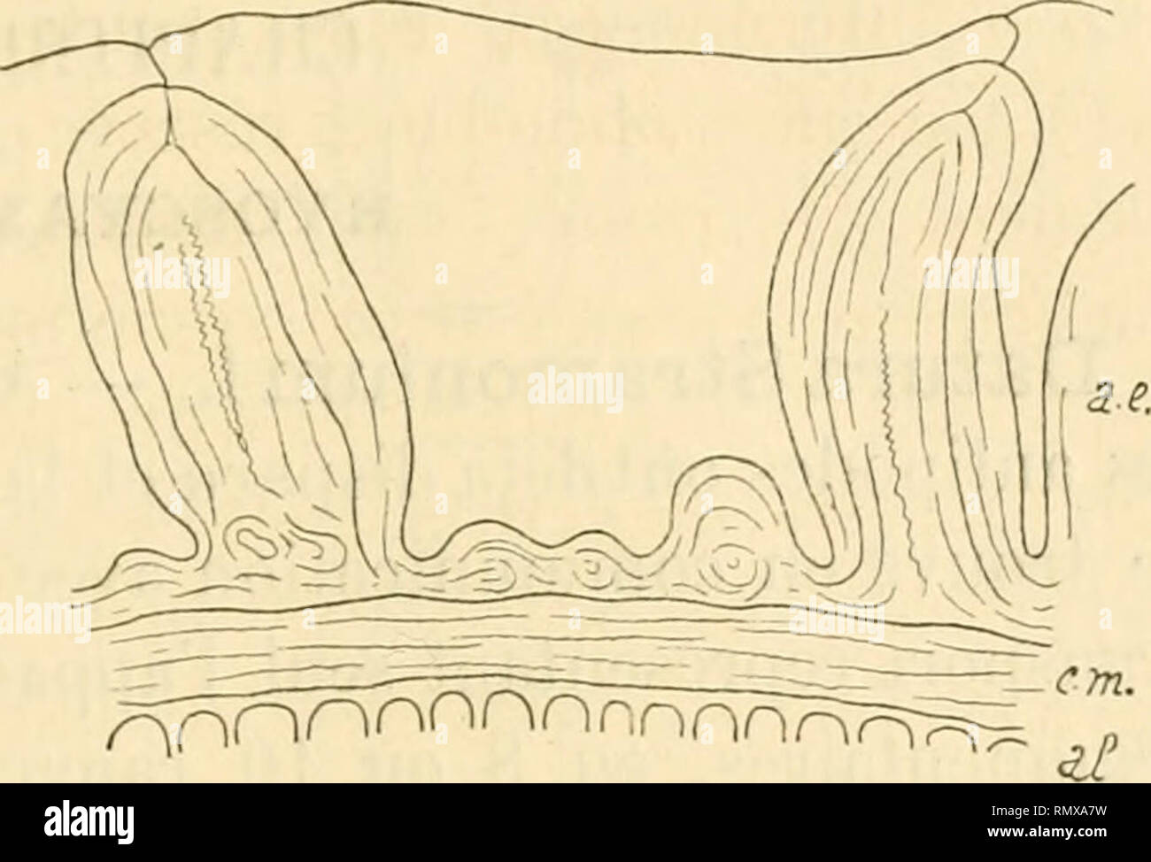 Hirsuta Stock Photos Hirsuta Stock Images Page 3 Alamy
