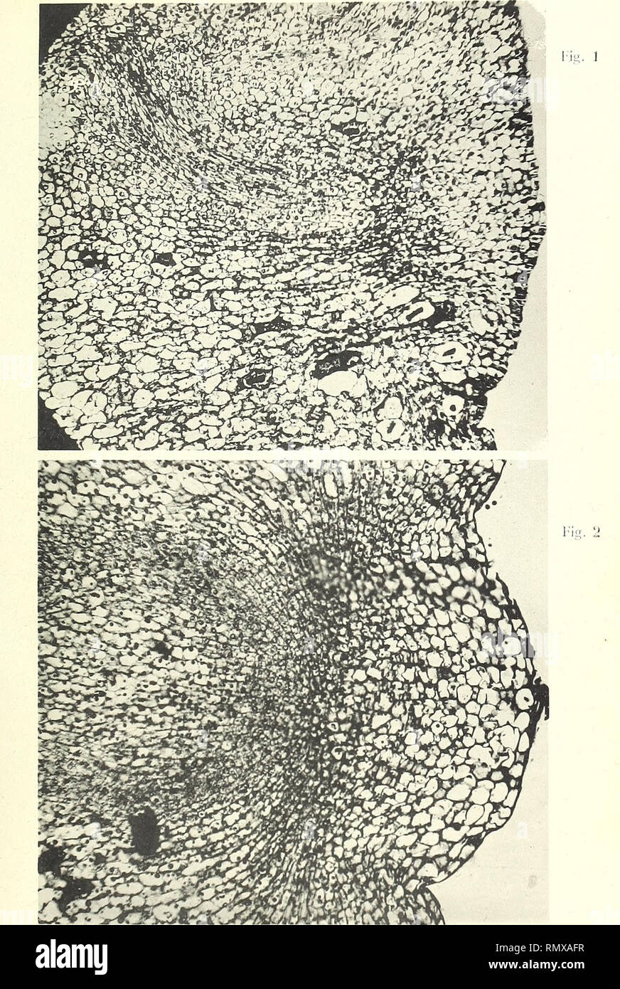 . Annales des Sciences Naturelles Botaniques. Ann. des Sciences nol., 9e Série. Bot. Tome III. Pl. XI. Areca triandra Roxb. Areca rubra Bon-.. Please note that these images are extracted from scanned page images that may have been digitally enhanced for readability - coloration and appearance of these illustrations may not perfectly resemble the original work.. Paris Stock Photo