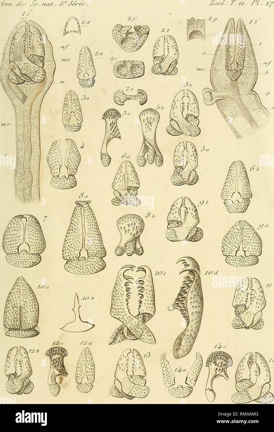 . Annales des sciences naturelles. Zoology; Biology. ^?^nn .ij^es Se-, na^ . S&quot;^Série.. 2 a t k. 14 b. Please note that these images are extracted from scanned page images that may have been digitally enhanced for readability - coloration and appearance of these illustrations may not perfectly resemble the original work.. Milne-Edwards, H. (Henri), 1800-1885; Audouin, Jean Victor, 1797-1841; Milne-Edwards, Alphonse, 1835-1900; Perrier, Edmond, 1844-1921; Bouvier, E. -L. , 1856-1944; Grassé, Pierre-Paul, 1895-1985. Paris, New York, Masson [etc. ] Stock Photo