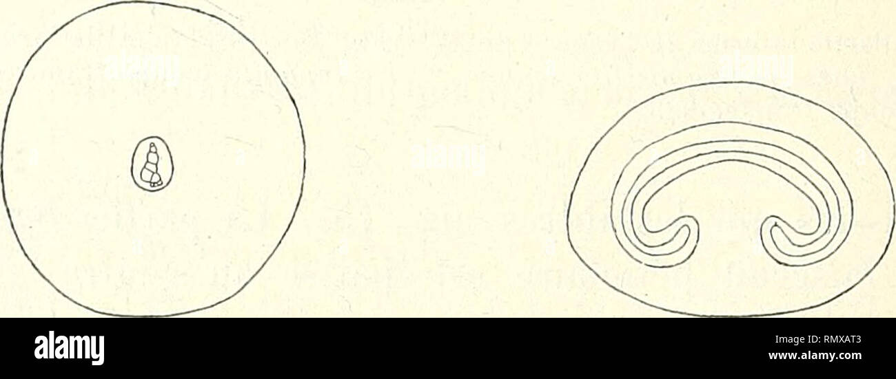 . Annales des Sciences Naturelles Botaniques. Fig. 77. — tëcorce de la racine du Cysto- Fig. 78. — Pétiole du Cystopteris pteris fragilis (coupe transversale). fragilis (coupe transversale). ligneuse en forme d'angle, dont le côté inférieur est plus court que l'autre; en outre, le contour de cette partie ligneuse est irrégulier, et son extrémité inférieure est pointue, tandis que son extrémité supérieure est renflée (fig. 78) : C. fragilis. B. — Structure analogue, mais pas d'épaississements en U dans l'assise sous-épiblémique de la racine : C. montana. 17° Genre Osmunda. La bande ligneuse de  Stock Photo