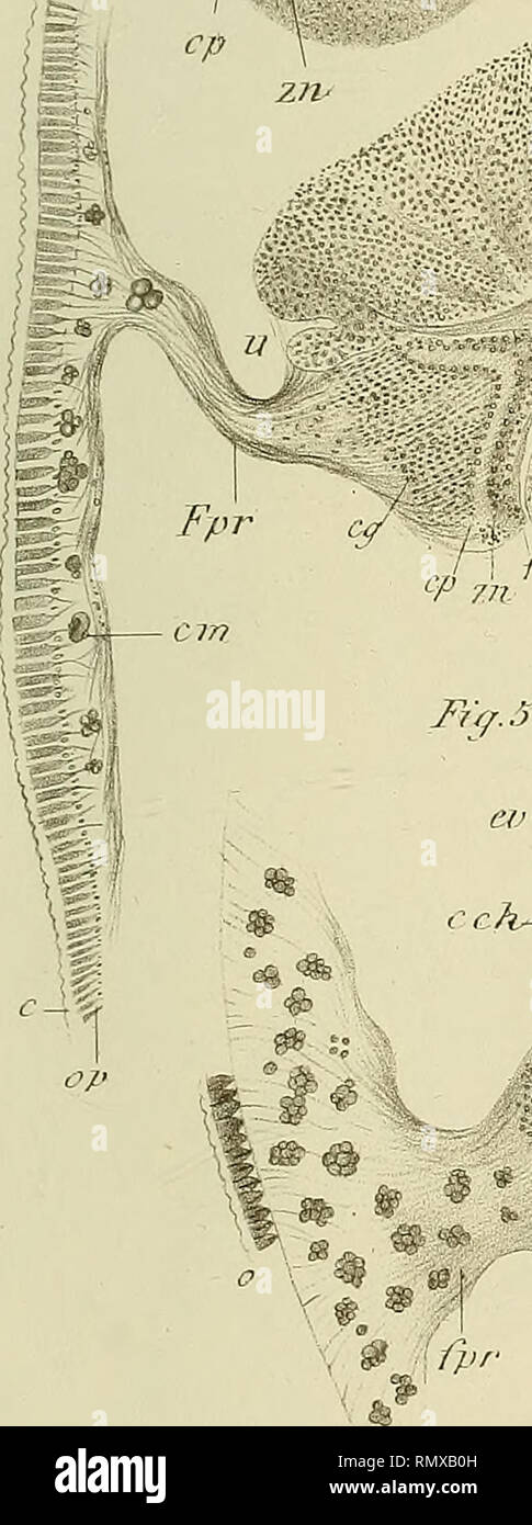 Annales Des Sciences Naturelles Zoology Biology Jim Dtvs E Nat A Seru Zoo7s Hmfi J2 Fu 2 Fig 1 C G Fpr Fpr Cc Cp Zn Fuj 3 Cc Cch M Fig 4 Quot Cpznfpp Lp Cr 8e Amp Jpr