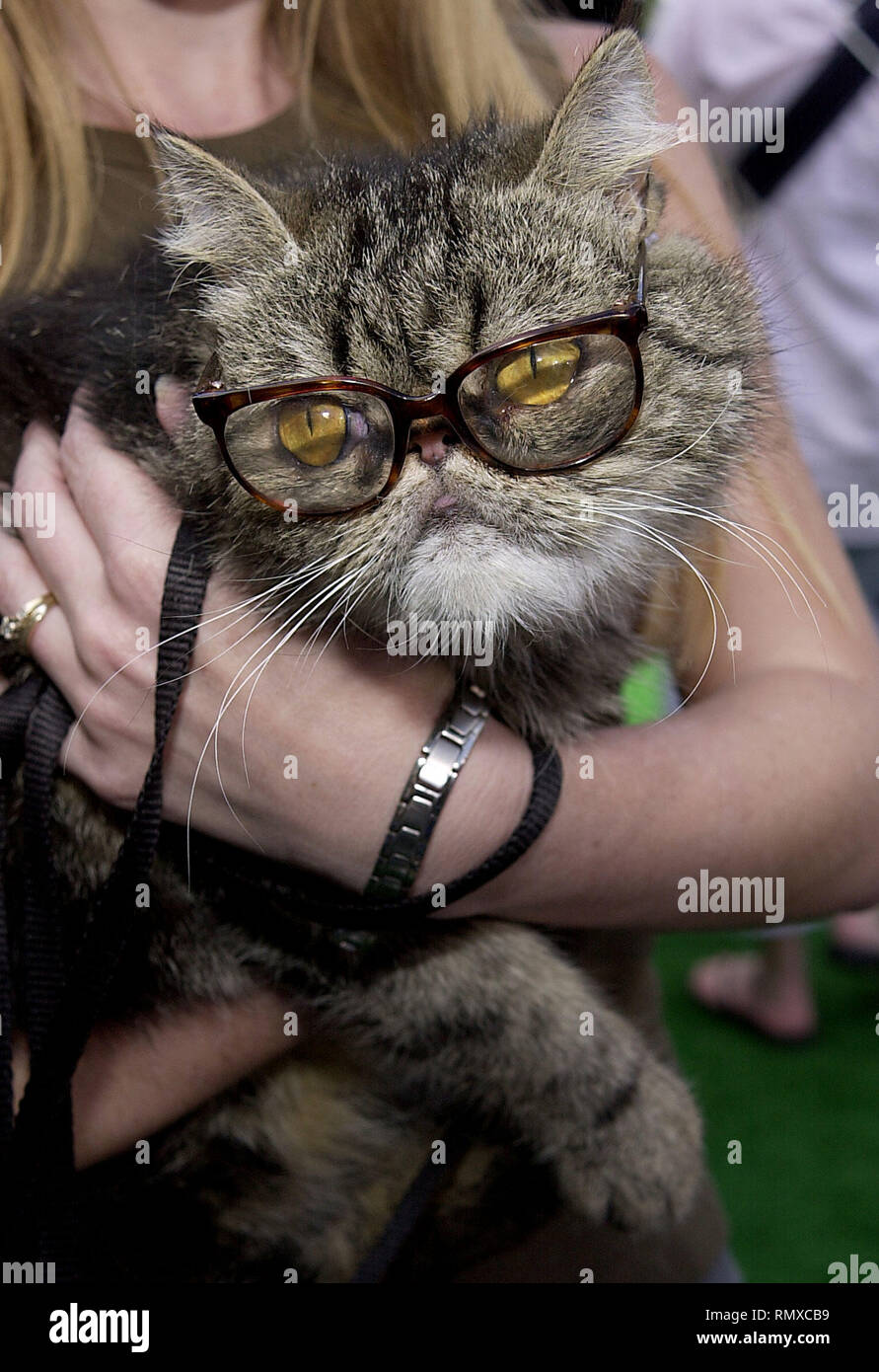 Edgar (Calico) arriving at the 1ere of Cats & Dogs, a life action and