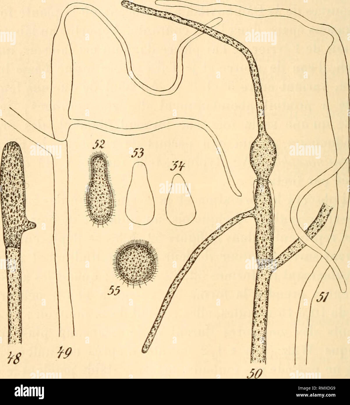 . Annales des sciences naturelles. Plants; Biology. 78 E. C. TEODORESCO du zoosporange et alors le mouvement n'a jamais lieu; ce sont alors des aplanospores, comme celles du V. geminata (I) et du V. racemosa (2). Alors le corps protoplasmique se revêt d'une membrane et germe à l'intérieur du sporange (fig. 48, 19, 51).. Fig. 48-55. — Vaucheria oniilhocephala Ag. — 48, 49,51, les zoospores ne sont pas sortie- du sporange, elles se sont transformées en aplanospores et ont germé sur place: •*&gt;(). zoospore sortie à moitié seulement du sporange et germant également sur place; 52-55, formes que p Stock Photo