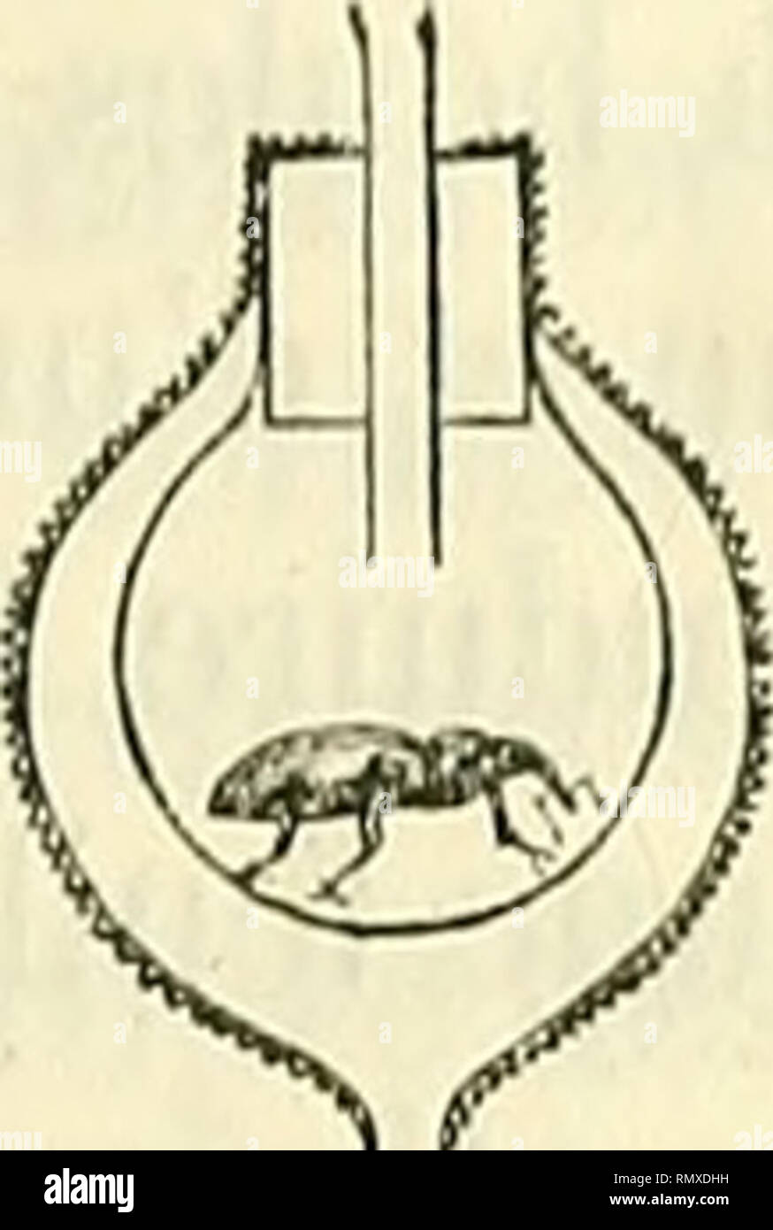 . Annales des sciences naturelles. Zoology; Biology. ÉTUDES SUR LA CHA[.KUR LIBRE DES INVKRTÉBRIÎIS. 169 quarantième de degré centignide. L'une des boules a subi une modification importante. VAlo offre une profonde cavité intérieure, de sorte que le volume de l'air compris dans la zone. =3 iK concentrique est sensiblement égal à celui du volume de l'air de l'autre boule. L'orifice rétréci de la boule est fermé par un bou- chon muni d'un tube par où l'air entre et sort librement. L'in- secte, saisi au moyen d'une longue pince de bois, est placé dans la cavité sans aucune pression, se meut volon Stock Photo