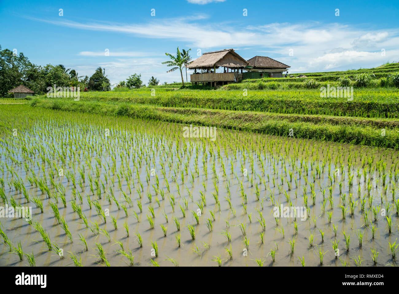 Jatiluwih rice terraces landscape in Bali, Indonesia. Unesco world heritage sight, Indonesia Stock Photo
