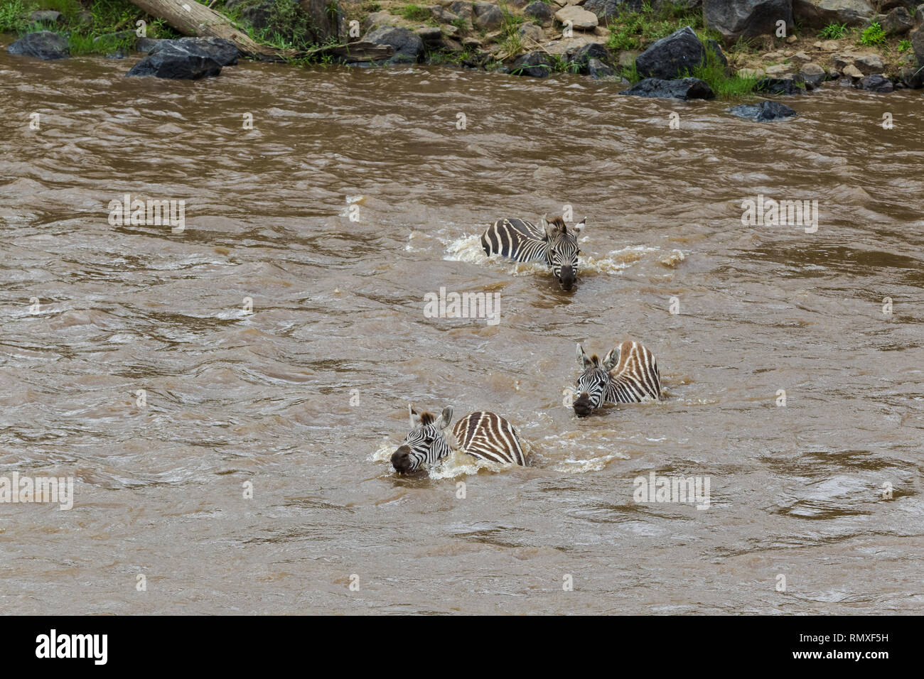 The crossing of zebras on the opposite bank of the Mara River. Kenya, Africa Stock Photo