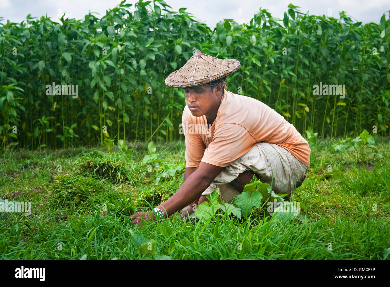 The farmer of bangladesh hires stock photography and images Alamy
