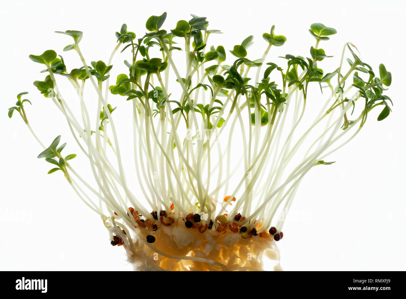 Garden cress. Edible salad plant. Also known as mustard cress. Stock Photo