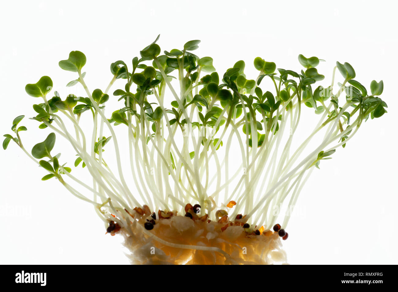 Garden cress. Edible salad plant. Also known as mustard cress. Stock Photo