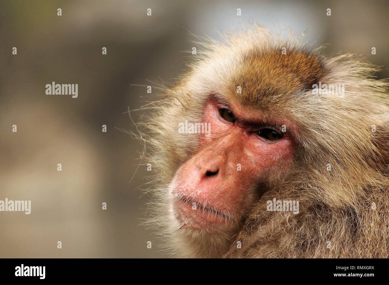 A Japanese macaque close-up red face Stock Photo