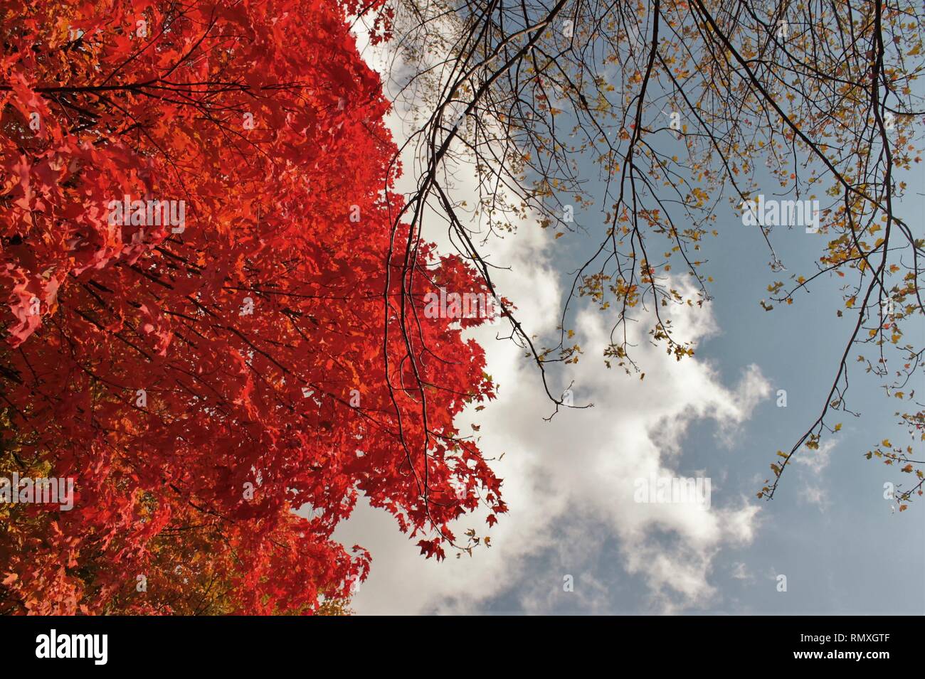 Autumn colors, red tree with blue sky Stock Photo Alamy