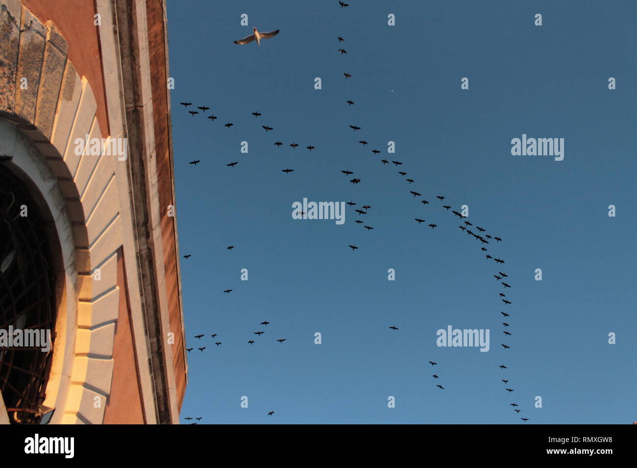 Birds flying on a blue sky Stock Photo - Alamy