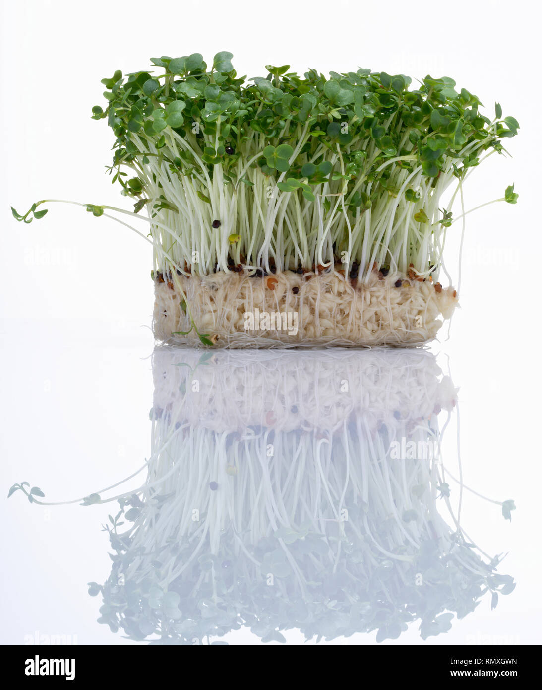 Garden cress. Edible salad plant. Also known as mustard cress. Stock Photo