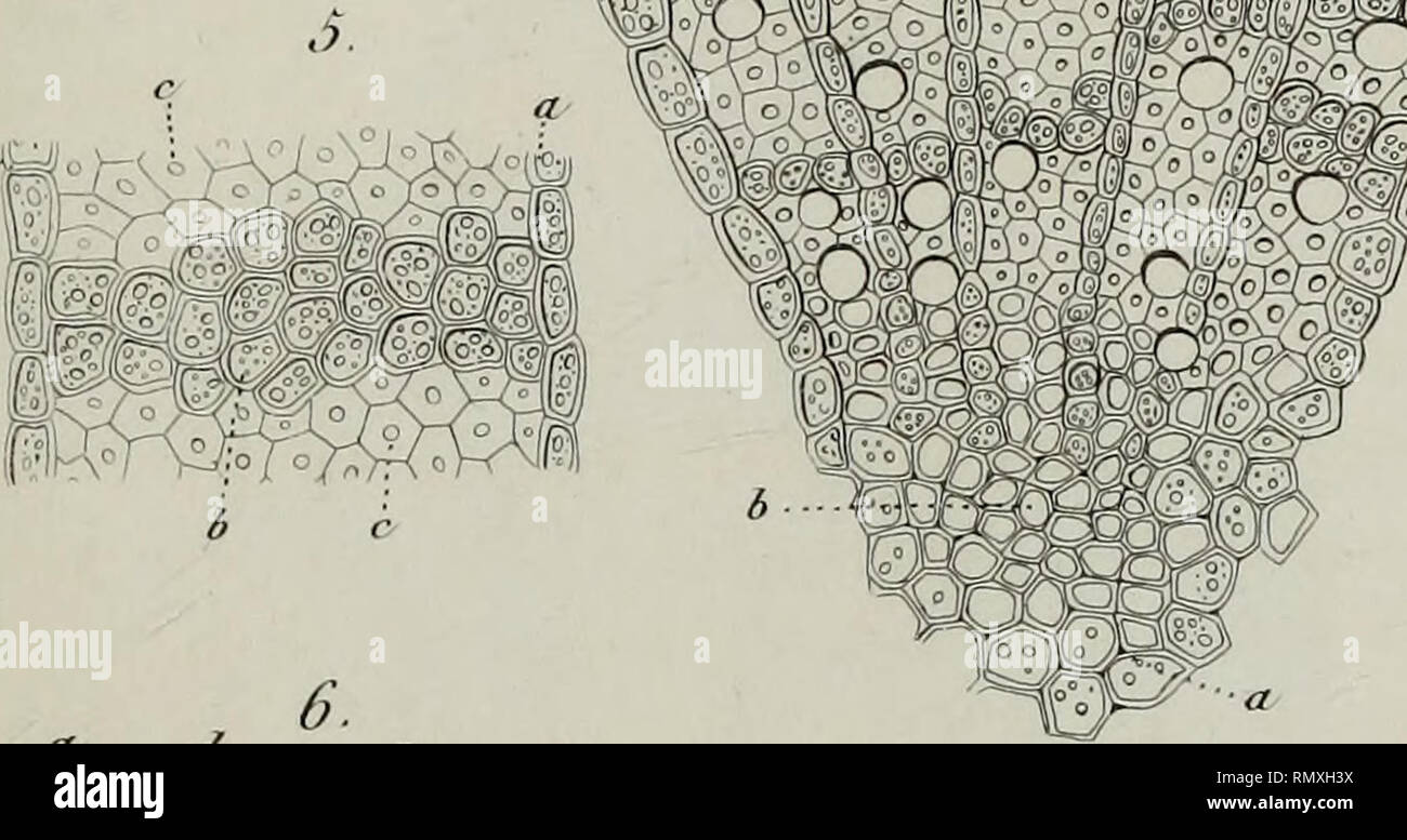 G Cramp High Resolution Stock Photography And Images Alamy