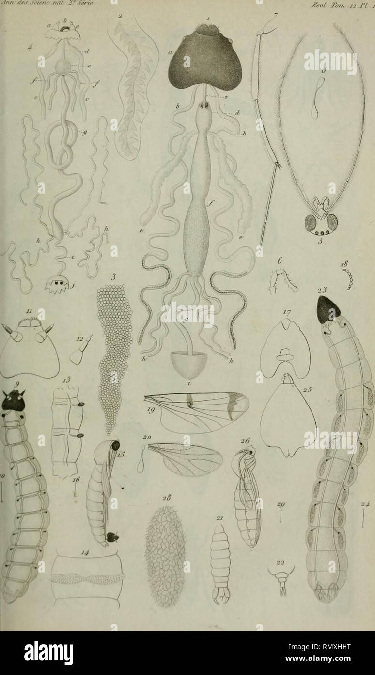 Annales Des Sciences Naturelles Ool Tom Ji N J Quot F Tlf M V M Iw R I T I Gt I I F I I Please Note That These Images Are Extracted From Scanned Page Images That May Have Been Digitally Enhanced For Readability