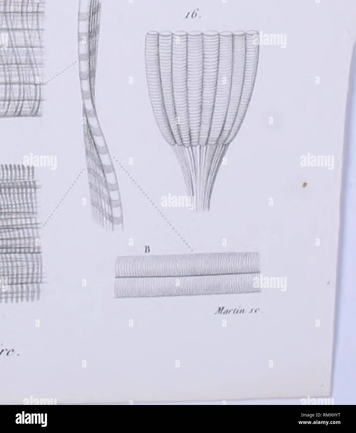 Annales Des Sciences Naturelles A J Tfi I Fif Gt R Mf Na L Ftv I F Gt R M I J F O Km 1ip I F Vliiuaiuiiuii Iil Iii Iiiiiiiiiu 1 J Tlwsff Fstv I Y A J Please Note That These