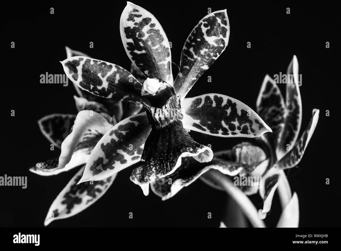 A closeup of a Zygopetlum orchid flower in black and white. Stock Photo