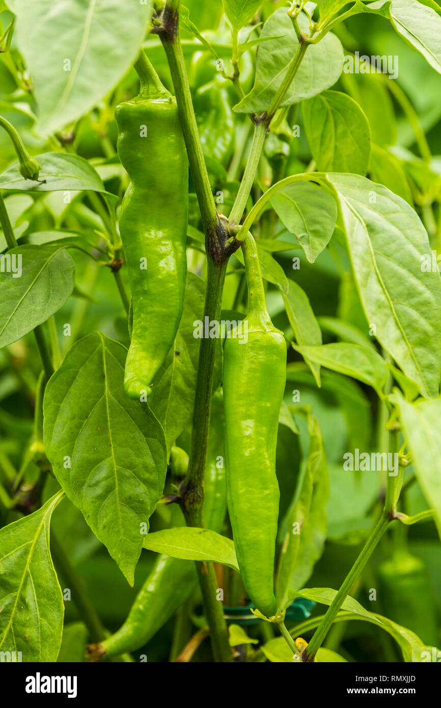 closeup green chilli, chile, chilli, peppers, growing in lush green ...