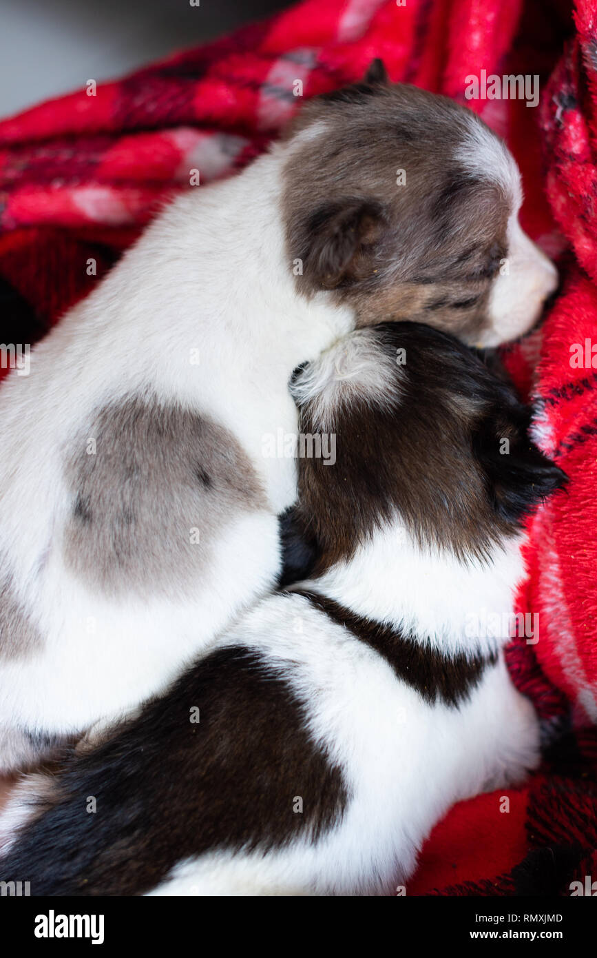 Two very young puppies sleeping cuddled together on a blanket Stock ...