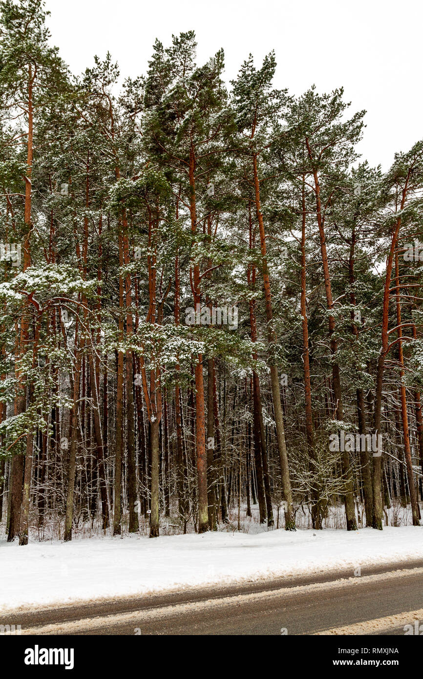 Pine forest covered in snow hi-res stock photography and images - Alamy