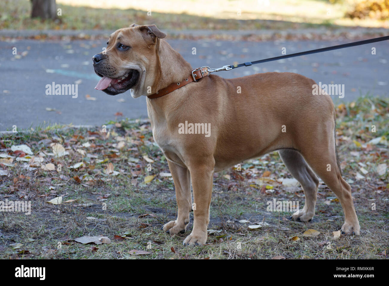 Cute ca de bou puppy with black mask is standing on a autumn meadow. Majorca mastiff or majorcan bulldog. Pet animals. Six month old. Stock Photo