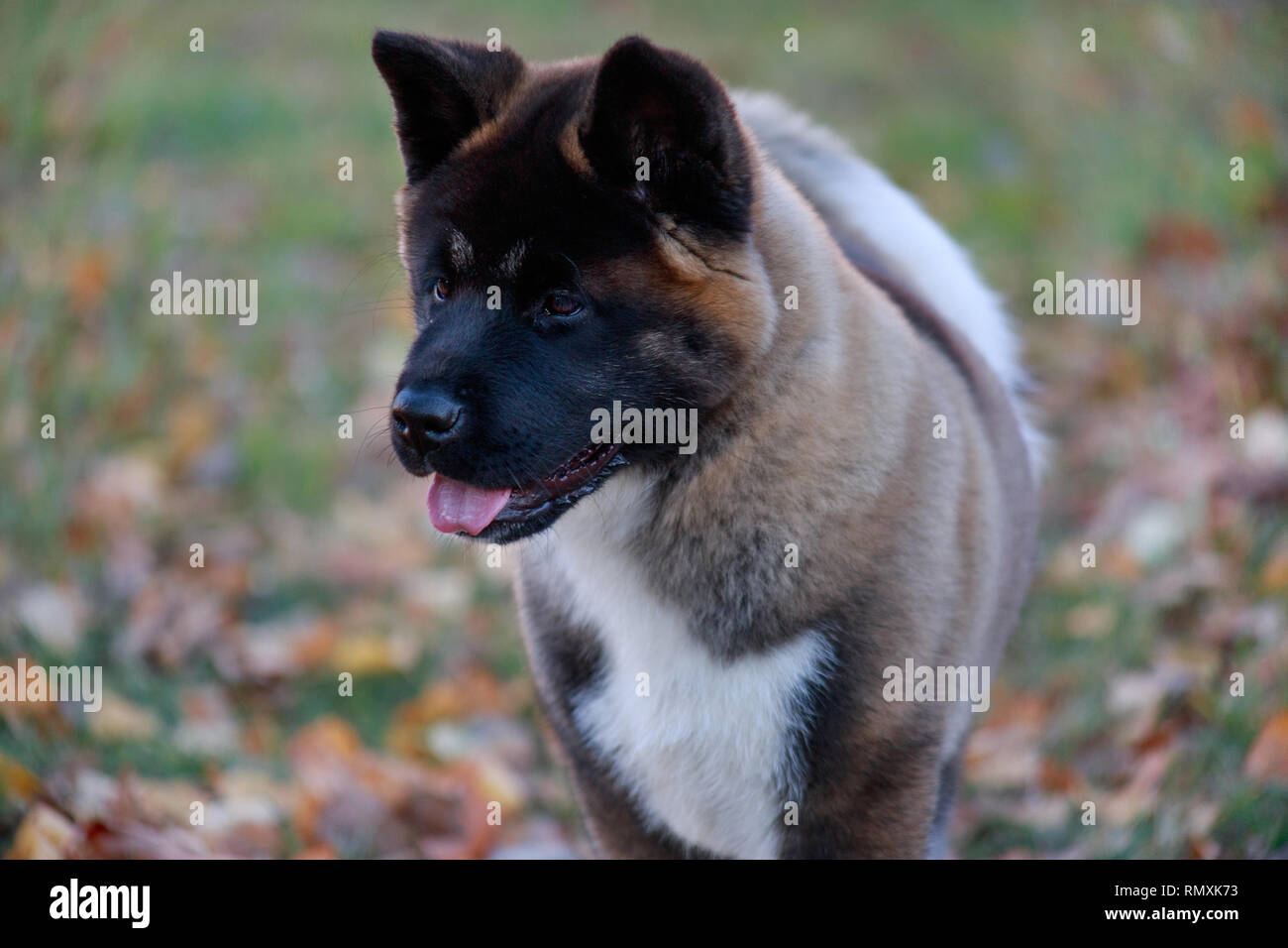 purebred akita