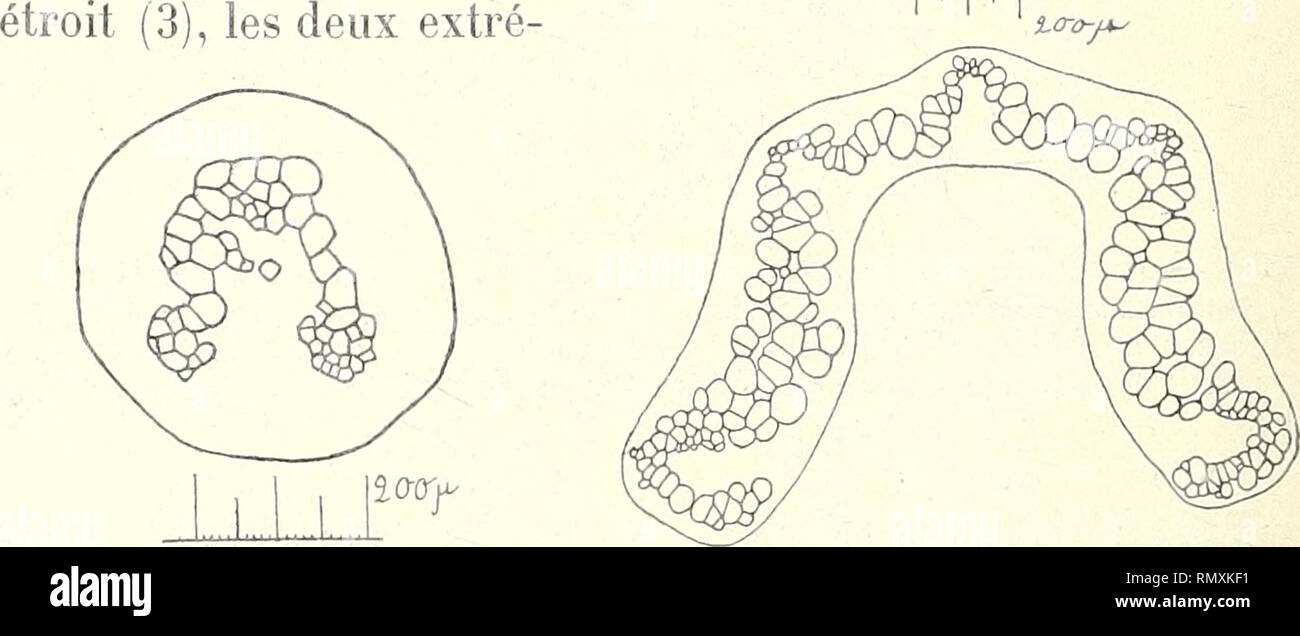 . Annales des Sciences Naturelles Botaniques. 118 FERNAND PELOURDE pétiole, chez certaines espèces telles que Y Adiantum tenerum Sw. (1). Les deux faisceaux peuvent être réunis en un seul dès la base du pétiole, comme cela a lieu chez le Trichomanes pinnatum Hedw., par exemple. Dans d'autres cas, leur forme d' « hippocampes » peut se modifier plus ou moins : c'est ainsi que, chez le Pteris serru- lata L. (2), il existe encore dans chaque faisceau ligneux une partie centrale renflée, mais les deux extrémités sont con- sidérablement réduites. Chez Y Adiantum Farleyense Moore, l'extrémité supérie Stock Photo