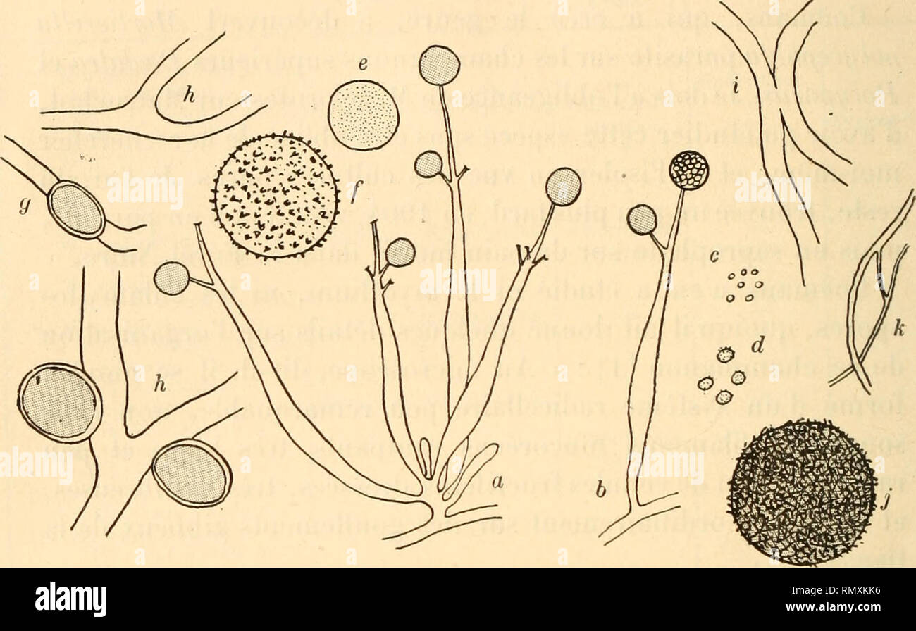 . Annales des sciences naturelles. Plants; Biology. 38 J. DAUPHIN les tubes sporangifères et les sporanges; les figures qu'il eu donne sont suffisamment explicites pour qu'à première vue^ on puisse facilement reconnaître l'espèce étudiée (fîg. 4). C'est donc en me reportant à la description de Coëmans et à celle de MM. Van Tieghem et Le Monnier, que j'ai pu. Fig. 31. — Mortierella polycephala. — a. Groupe de tubes sporangifères; b. Pied isolé avec sporanges ; c, Sporangiospores ; d, Stylospores, gr. 150 ; e, Sporan- giosp.jre, gr. 875; f, Stylospores, gr. 875; g, h, Glilamydospores, mycélienne Stock Photo