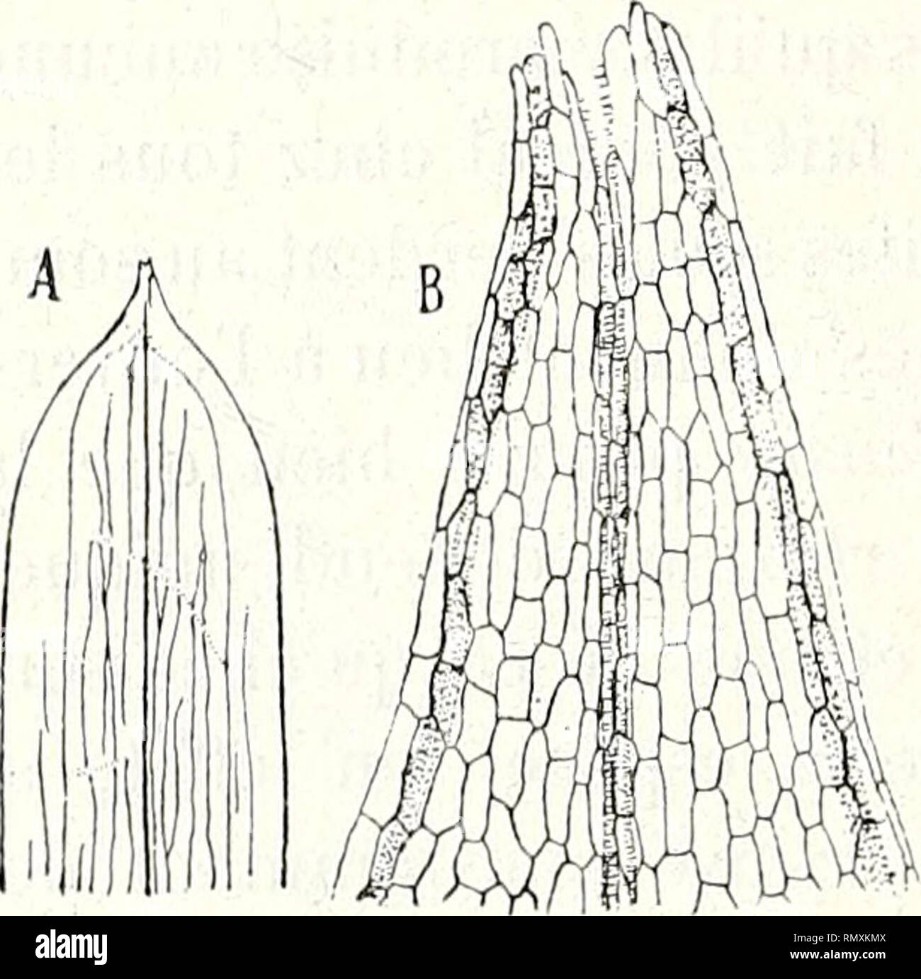 . Annales des Sciences Naturelles Botaniques. 180 CAMUSE SAUVAKEAU. plus nombreux, et 3-4-5 d'entre eux possèdent même sur leur face ventrale un faisceau libérien bien développé. Section des Chloephylli Koch ou Graminifolii Kunlh. Les espèces de cette section ont toutes leurs feuilles submergées, semblables, sessiles, graminiformes et li- néaires. 11. Potumogrlon acutifolius Link. La feuille, rélrécie à la base, conserve ensuite une largeur constante jusqu'au sommet, où elle se termine brusquement en une pointe aiguë (fig. 25 A). Il existe cinq nervures dont les deux marginales plus grêles, ad Stock Photo