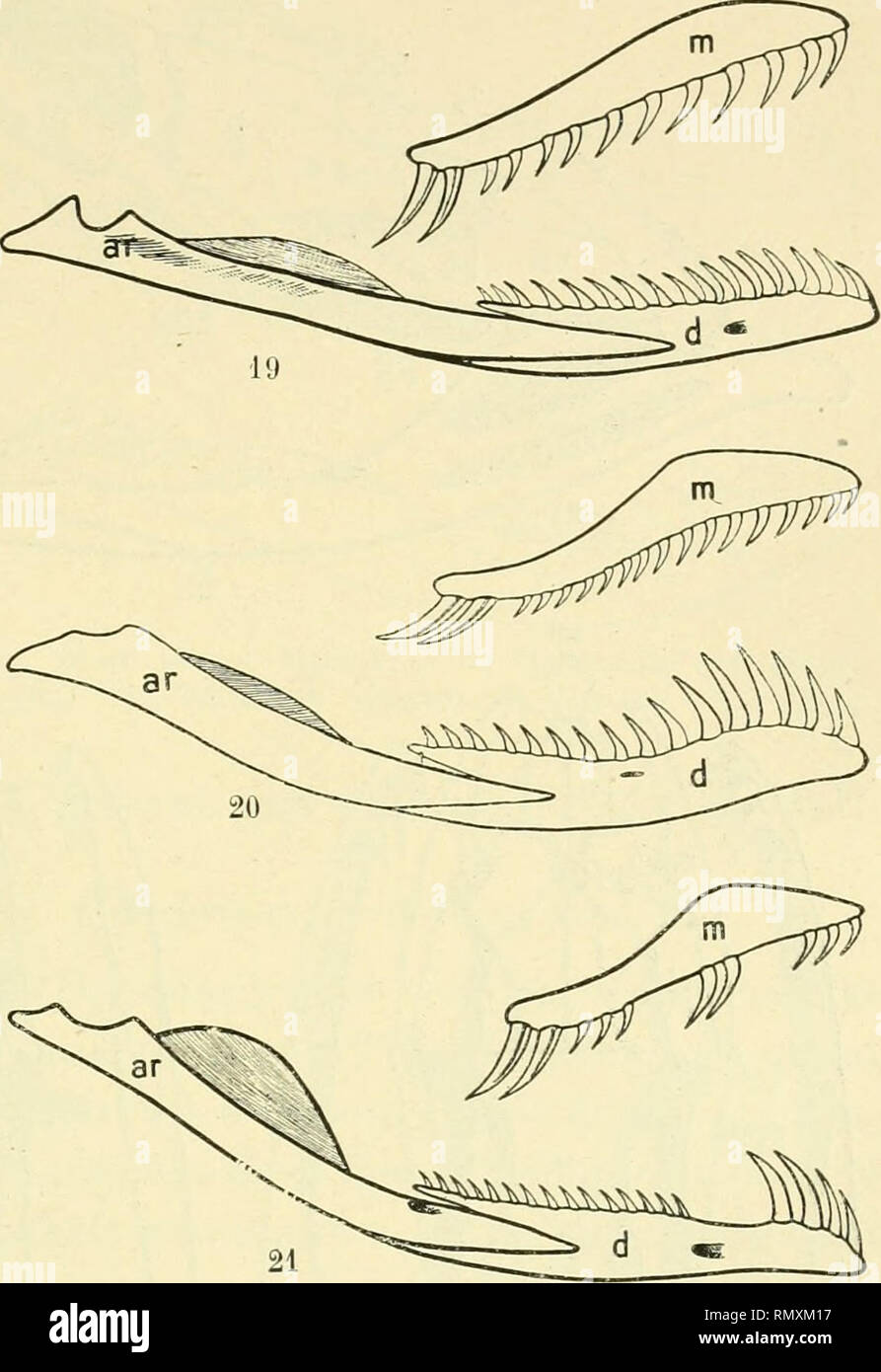 . Annales des sciences naturelles. Zoology; Biology. TETE OSSEUSE ET DENTS CHEZ LES SERPENTS 183 très développées et en forme de volumineux crochets, des dents postérieures plus réduites [Psammopliis ^i Dryophis). Les mêmes modifications peuvent se présenter sur le maxil- laire, dont les dents diminuen t progres- sivement d'avant en arrière, un in- tervalle les sépa- rant des crochets postérieurs, com- me chez le Dïpsa- morplms cynodon (lig. 19) elle Lfm- gaha nasuta (fig. 20).Chez d'autres, il se produit des irrégularités dans la grosseur et la répartition : quel- ques dents pleines étant aus Stock Photo