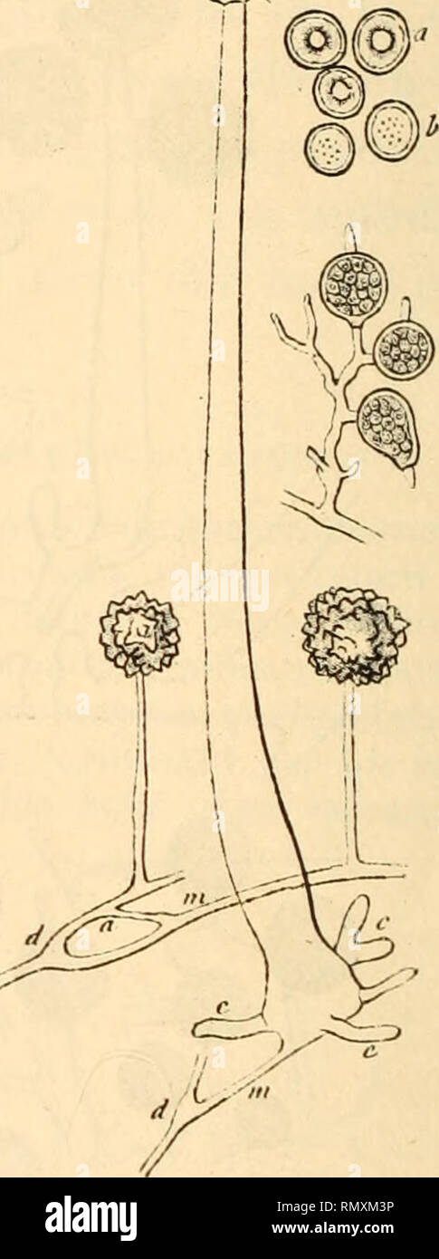 . Annales des sciences naturelles. Plants; Biology. Fig.7.— Morlierella simplex {Ycin Tit'ghom). Tube sporangifèro. gr. 120; Spores, gr. 320; Stylos- pores, gr. 400 ; Chlamydospo res, gi'. 400 (D'après Van Tie- ghem et Le Monier, Ann. Se. nat. Bot., 1873). Fig. C. — Mortierella reticulata (var. nov. Ma- truchot). — a. Mycélium aérien, montrant la ramification en diapason et portant un pied spo- rangifùre; à la base, on voit l'amorce de deux .sporanges latéraux, g. !)45 : Z», Spore gonflée com- mençant à germer, gr. 840; c et d, Mycélium immergé avec spores aquatiques, gr. 480 : e, Pied sporang Stock Photo